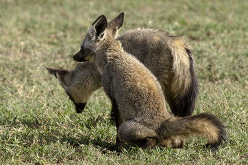 Otocyon, Otocyon megalotis,  big eared fox, parc national du Serengeti, Tanzanie