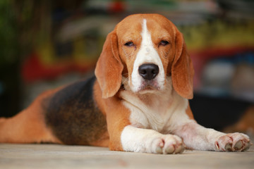 male Beagle dog lying down on floor