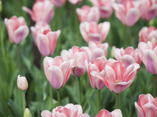 Beautiful pink fresh tulips. Nature background