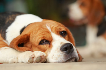 beagle dog Sleeping and take some rest, 
dog sleeping and dreaming
