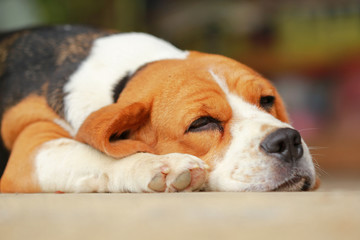beagle dog Sleeping and take some rest, 
dog sleeping and dreaming
