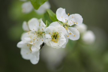 Obraz premium Spring flower