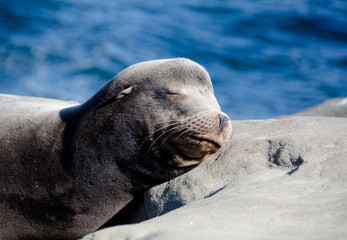 Daydreaming California sea lion