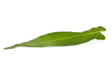 Close up fresh green leaf on white background