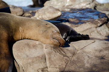 Daydreaming California sea lion - 2