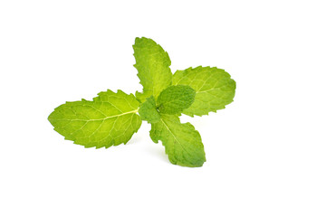 Close up fresh green mint leaves on white background and selective focus