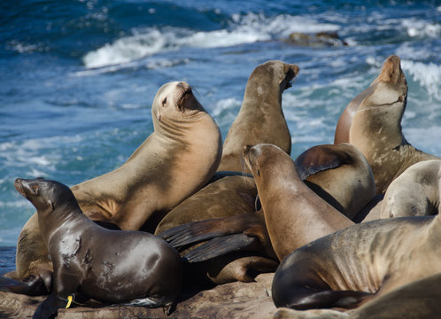 Crowded gathering of California sea lions
