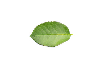 Fototapeta premium Close up fresh green rose leaf on white background and selective focus