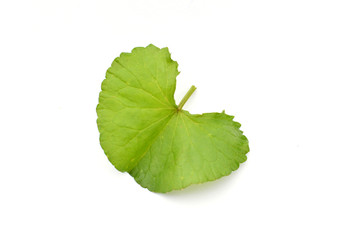 Fototapeta na wymiar Close up fresh asiatic leaf on white background and selective focus