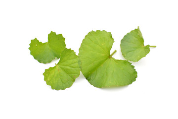 Fototapeta premium Close up fresh asiatic leaf on white background and selective focus