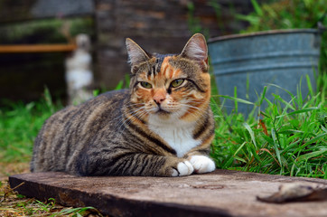 Tabby cat lies outdoors