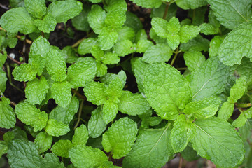 Close up fresh green mint leaves on white background and selective focus