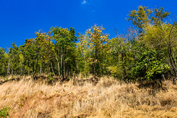 Obraz premium Foliage on the top of a mountain