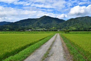 山岳道路