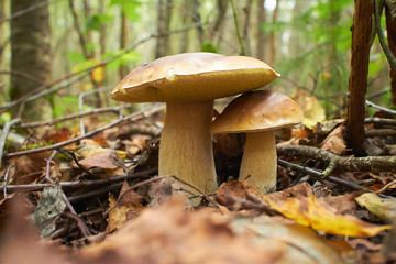 mushrooms in the forest