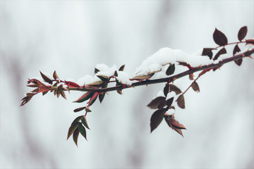 the branch of wild rose with thorns and red leaves in the snow in the winter. close-up, selective focus. tinted photo