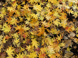 もみじの落ち葉