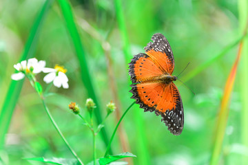 Closeup of orange butterfly