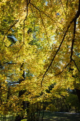 Fototapeta premium Autumn forest 