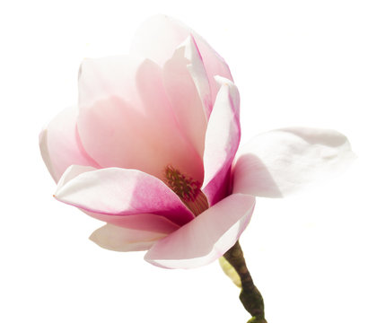 Fototapeta Magnolia pink growing flower isolated on white background