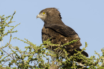 Circaète brun,.Circaetus cinereus, Brown Snake Eagle, Tanzanie