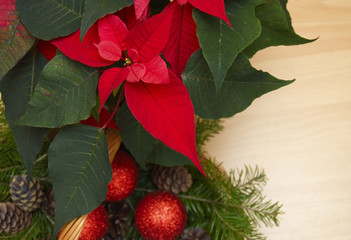 red poinsettia - a symbol of Christmas holiday