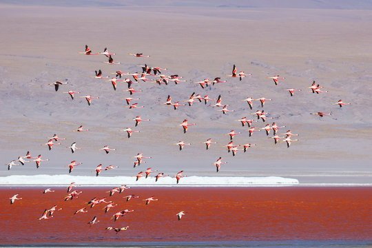 Fototapeta Flamingos flying in Red Lagoon (Red Lake) , Eduardo Avaroa Andean Fauna National Reserve, Bolivia