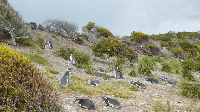 Ocean Side Hill with Magellanic Penguin Colony in Nature and Natural South American Flora on a Sunny Day at the Southern Most Tip of South America in Tierra del Fuego Argentina