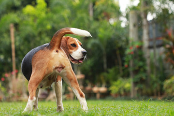 Naklejka na ściany i meble Beagle dog looking alert on estrus cycle , reproductive system in dog on estrus cycle
