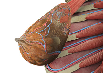 anatomy of the female breast. 3D rendering