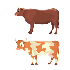 different cows, isolated Vector illustration. Mammal funny animals. Set milk cow