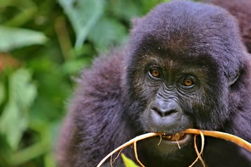 Obraz premium Endangered eastern gorilla in the beauty of african jungle, silverback and family, Gorilla beringei, Democratic Republic of Congo, rare african wildlife
