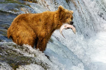 Foto op Canvas Bears in Alaska © Alexey Suloev