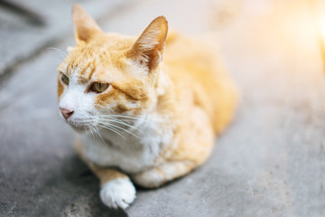 Yellow striped white cat lying on the cement floor.