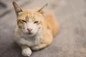 Yellow striped white cat lying on the cement floor.