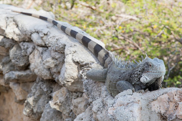 Leguan auf Mauer