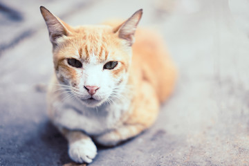 Yellow striped white cat lying on the cement floor.