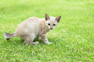 Kitten, gray and white stripes running around on the lawn.