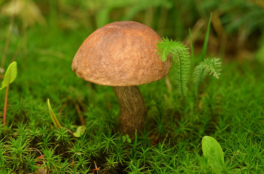 Edible mushroom in the moss in forest. Brown Cap Boletus close up. Mycology concept