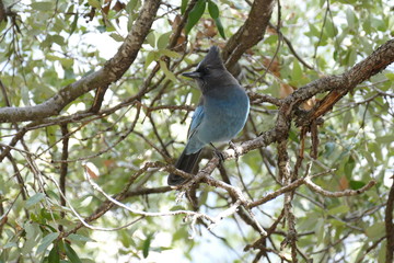 Blue Bird California