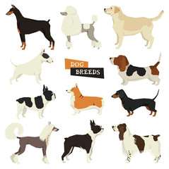 Dog collection. Geometric style. Vector set of 11 dog breeds. Isolated objects