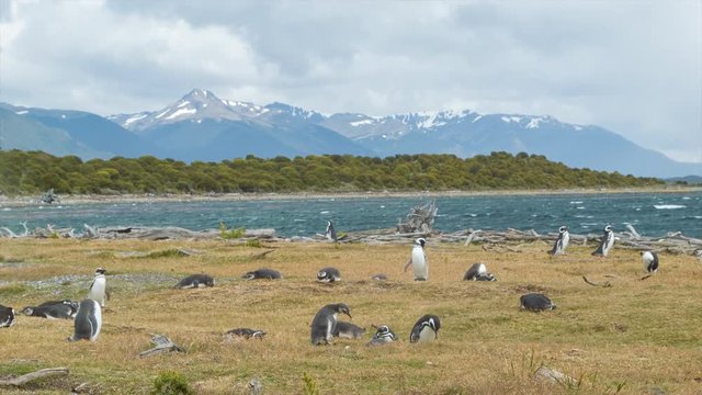 Natural Magellanic Penguin Rookery Setting at the South American Shores of Argentina at the Shores of the Beagle Channel inside Tierra del Fuego