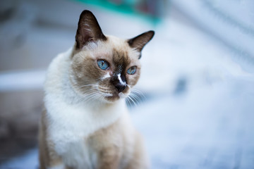 Thailand cat with blue eyes looking for something on the floor o