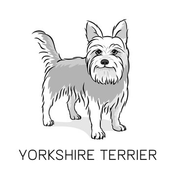 Yorkshire Terrier dog vector illustration