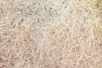 Dry straw Background or Texture