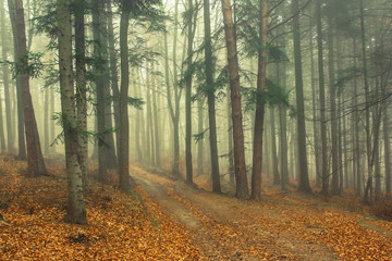 Leśne mgły © Jozef
