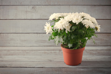 White Chrysanthemum in flower pot on grey wooden backround, horizontal