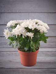 White Chrysanthemum in flower pot on grey wooden backround