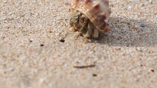 head of hermit crab popped out of the shell for walk on the beach