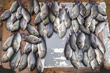 Fresh fish, tilapia, street market